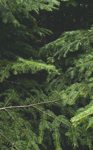 Preview wallpaper spruce, tree, needles, branches, macro, green