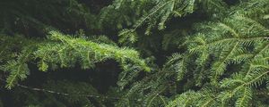 Preview wallpaper spruce, tree, needles, branches, macro, green