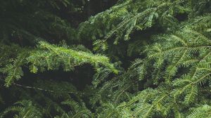 Preview wallpaper spruce, tree, needles, branches, macro, green