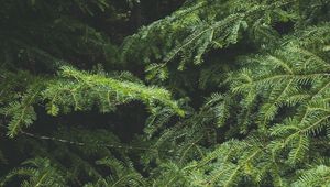 Preview wallpaper spruce, tree, needles, branches, macro, green