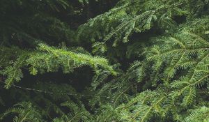Preview wallpaper spruce, tree, needles, branches, macro, green