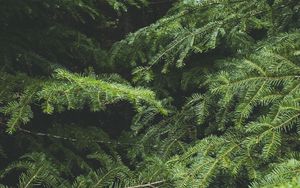 Preview wallpaper spruce, tree, needles, branches, macro, green