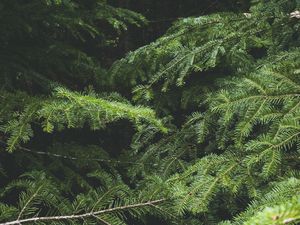 Preview wallpaper spruce, tree, needles, branches, macro, green
