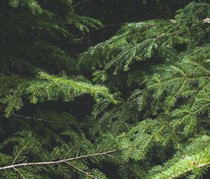 Preview wallpaper spruce, tree, needles, branches, macro, green