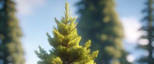 Preview wallpaper spruce, tree, pine needles, blur