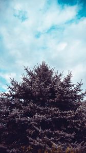 Preview wallpaper spruce, tree, sky, needles