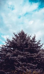 Preview wallpaper spruce, tree, sky, needles