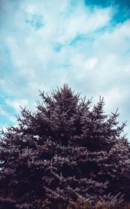 Preview wallpaper spruce, tree, sky, needles