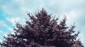 Preview wallpaper spruce, tree, sky, needles