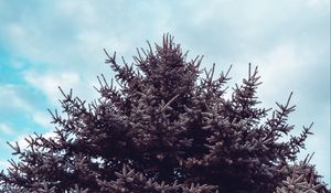 Preview wallpaper spruce, tree, sky, needles