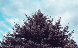 Preview wallpaper spruce, tree, sky, needles