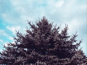 Preview wallpaper spruce, tree, sky, needles