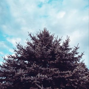 Preview wallpaper spruce, tree, sky, needles