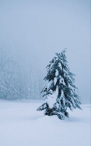 Preview wallpaper spruce, tree, snow, blizzard, winter