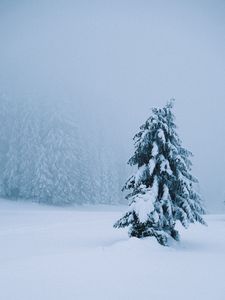 Preview wallpaper spruce, tree, snow, blizzard, winter