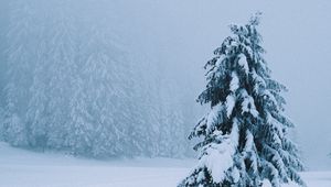 Preview wallpaper spruce, tree, snow, blizzard, winter