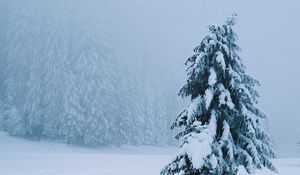 Preview wallpaper spruce, tree, snow, blizzard, winter