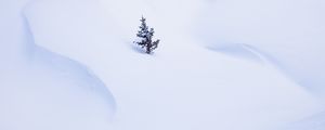 Preview wallpaper spruce, tree, snow, winter, minimalism