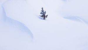 Preview wallpaper spruce, tree, snow, winter, minimalism