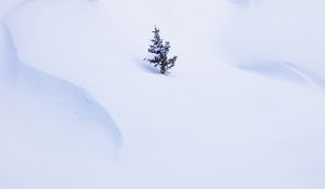 Preview wallpaper spruce, tree, snow, winter, minimalism