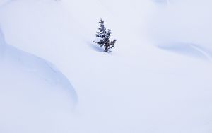 Preview wallpaper spruce, tree, snow, winter, minimalism