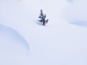 Preview wallpaper spruce, tree, snow, winter, minimalism