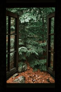 Preview wallpaper spruce, tree, stones, clouds, window