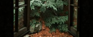 Preview wallpaper spruce, tree, stones, clouds, window