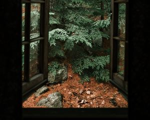 Preview wallpaper spruce, tree, stones, clouds, window