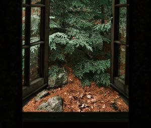 Preview wallpaper spruce, tree, stones, clouds, window