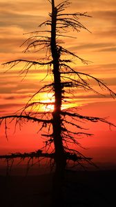 Preview wallpaper spruce, tree, sunset, sun