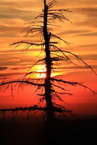 Preview wallpaper spruce, tree, sunset, sun