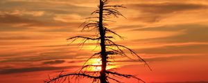 Preview wallpaper spruce, tree, sunset, sun