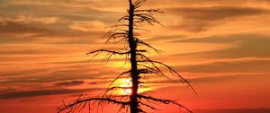 Preview wallpaper spruce, tree, sunset, sun