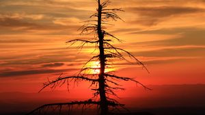 Preview wallpaper spruce, tree, sunset, sun
