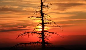 Preview wallpaper spruce, tree, sunset, sun