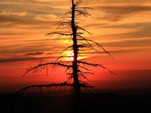 Preview wallpaper spruce, tree, sunset, sun
