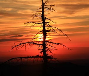 Preview wallpaper spruce, tree, sunset, sun