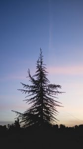Preview wallpaper spruce, tree, sunset, sky