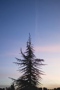Preview wallpaper spruce, tree, sunset, sky