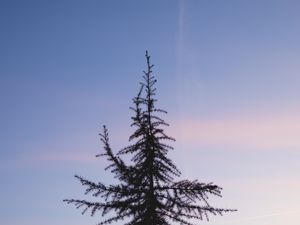 Preview wallpaper spruce, tree, sunset, sky