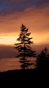 Preview wallpaper spruce, tree, sunset, hills, sky