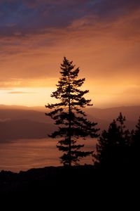 Preview wallpaper spruce, tree, sunset, hills, sky