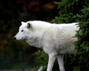 Preview wallpaper spruce, tree, wolf, white