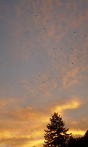 Preview wallpaper spruce, trees, birds, sky, sunset