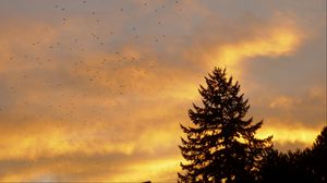 Preview wallpaper spruce, trees, birds, sky, sunset
