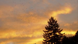 Preview wallpaper spruce, trees, birds, sky, sunset