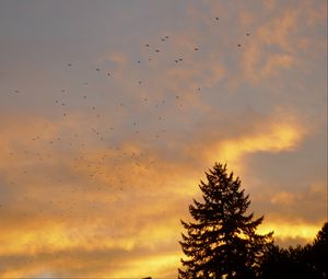 Preview wallpaper spruce, trees, birds, sky, sunset