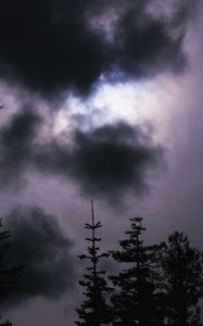 Preview wallpaper spruce, trees, cloud, cloudy
