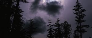 Preview wallpaper spruce, trees, cloud, cloudy